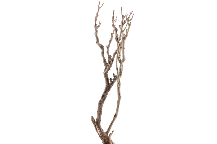 <h4>Syringa Branch Super Valentini</h4>