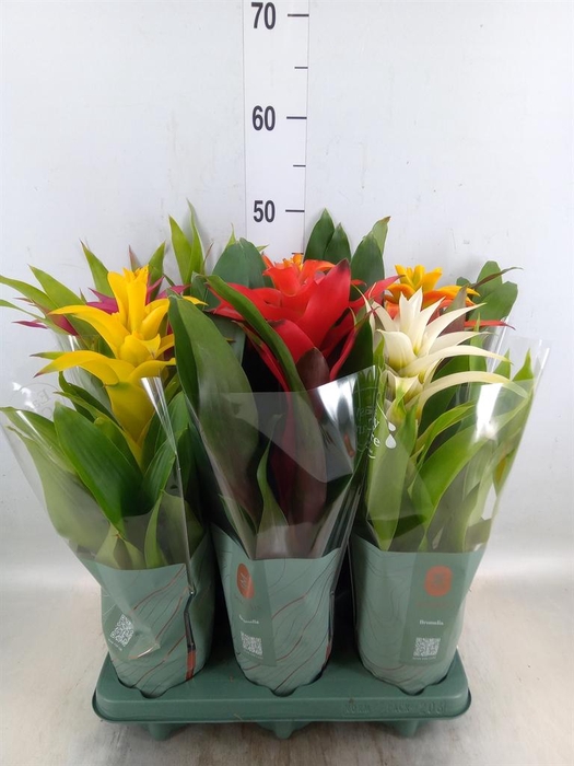 <h4>Guzmania   ...mix</h4>
