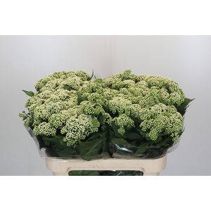 Eupatorium rugosum 'Braunlaub'