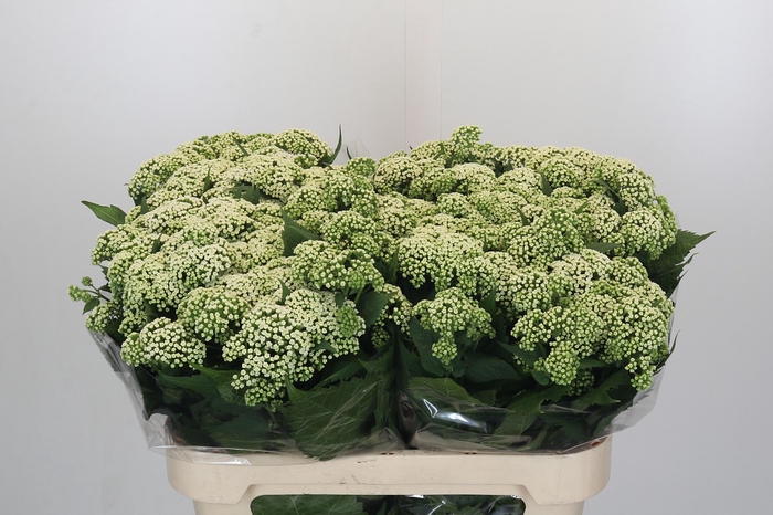 <h4>Eupatorium rugosum 'Braunlaub'</h4>