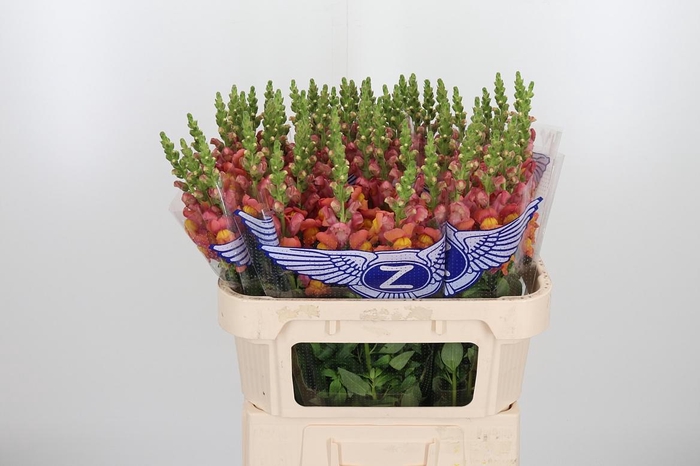 <h4>Antir Maryland Orang</h4>