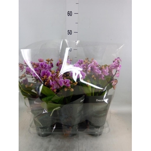 Phalaenopsis multi.   ...rose