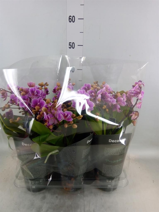 <h4>Phalaenopsis multi.   ...rose</h4>