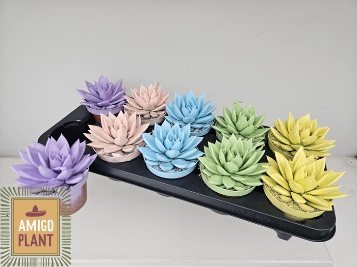 <h4>ECHEV MIRANDA</h4>