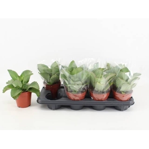 KALANCHOE DAIGREMONT