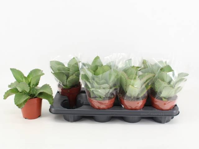 <h4>KALANCHOE DAIGREMONT</h4>