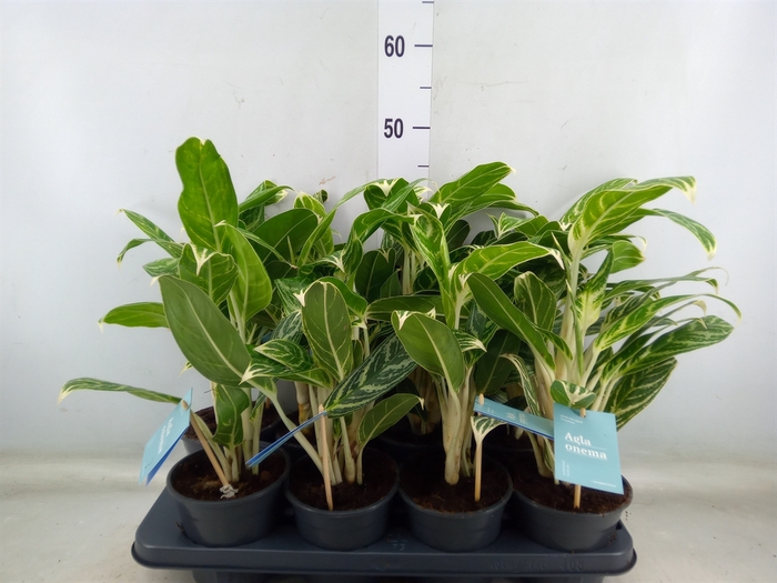 <h4>Aglaonema  'Ivy Green'</h4>