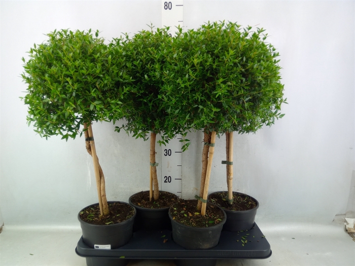 Myrtus communis