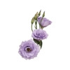 LISIANTHUS LILASS 050 CM MIN 500 GRAMAS LILASS