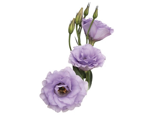 LISIANTHUS LILASS 050 CM MIN 500 GRAMAS LILASS
