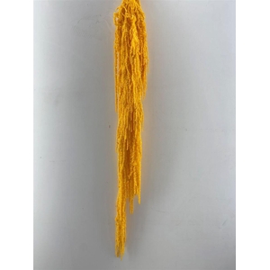 Pres Amaranthus Caud Yellow Bunch