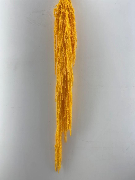 <h4>Pres Amaranthus Caud Yellow Bunch</h4>