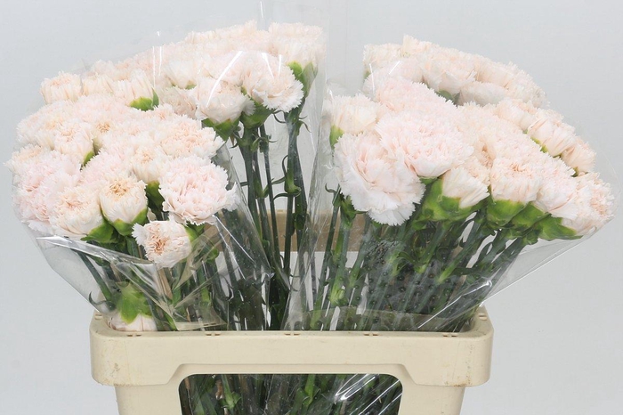 <h4>Dianthus St Maruchi</h4>