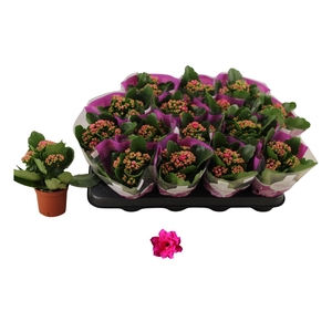 KAL GE DON VICTORIO