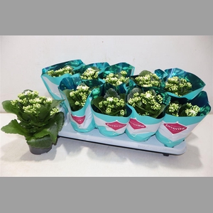 Kalanchoe Double Deluxe White