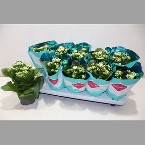 Kalanchoe Double Deluxe White Stadi