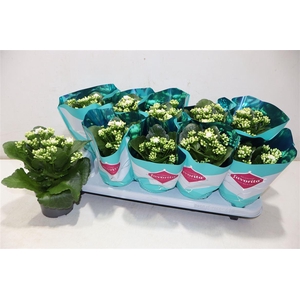 Kalanchoe Double Deluxe White