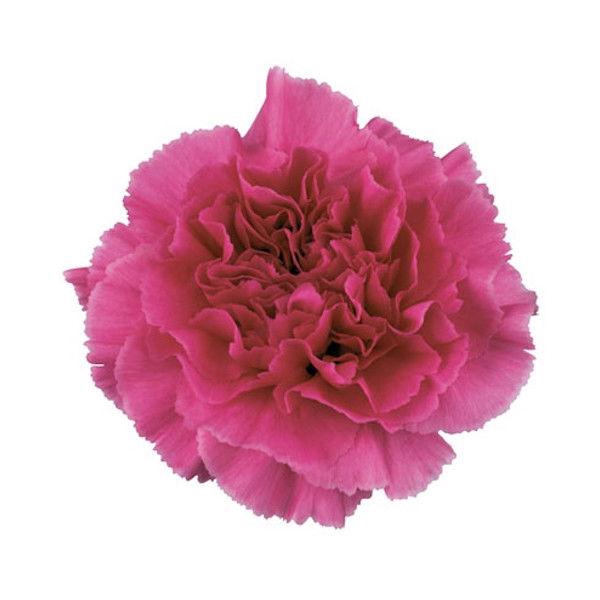 <h4>DI ST FARIDA</h4>