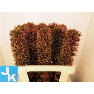 Eucomis Sp Burgundy