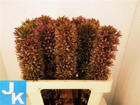 <h4>Eucomis Sp Burgundy</h4>