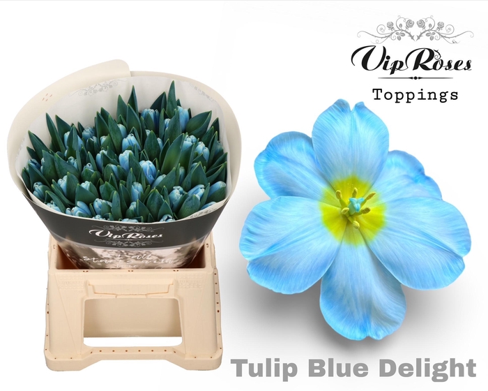 <h4>TU EN A BLUE DELIGHT</h4>