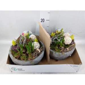 Arr.   Bol/Knolgewas L%