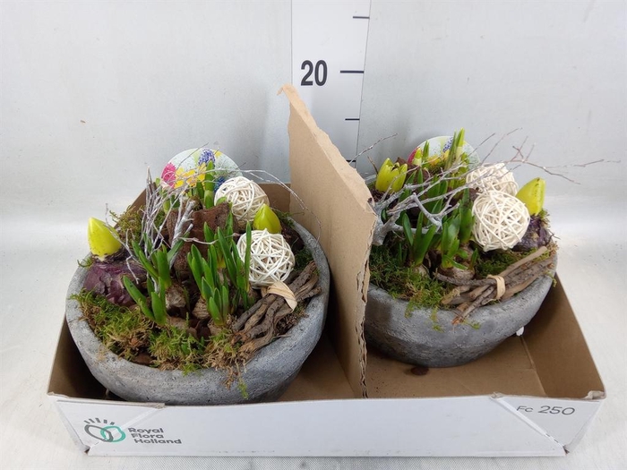 <h4>Arr.   Bol/Knolgewas L%</h4>