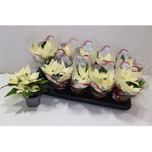 arr8 Euphor P Arctic Whit