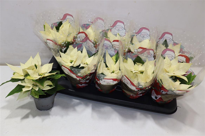 <h4>arr8 Euphor P Arctic Whit</h4>