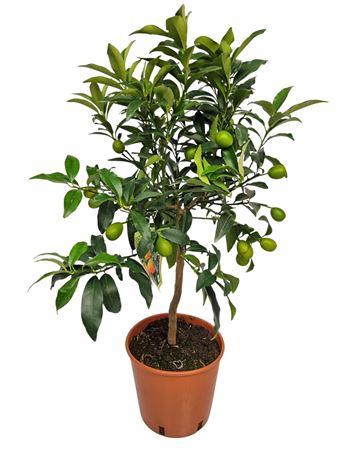 <h4>Citrus Kumquat Stem</h4>