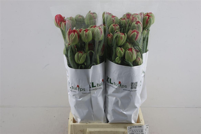 <h4>Tu Du Fr Via Milano</h4>