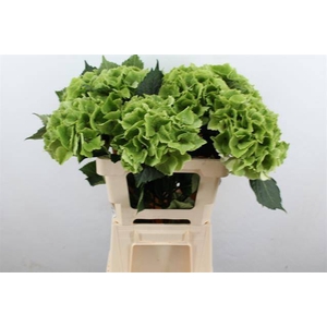 HYDR M MAG EMERAL CL GREEN