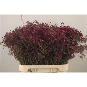 Chamelaucium Grand Jupiter