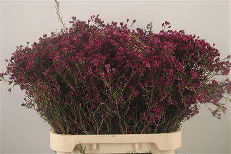 <h4>Chamelaucium Grand Jupiter</h4>