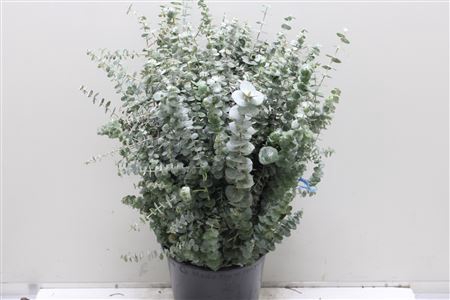 <h4>Euc Baby Blue Lang (fr)</h4>