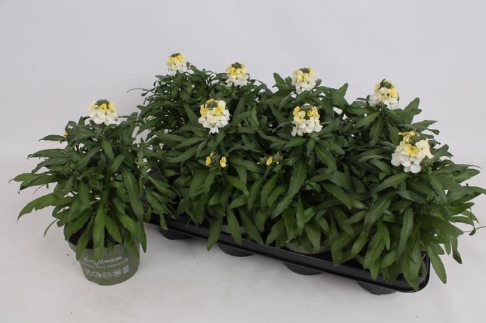 <h4>ERYS LEY LEMON GLOW</h4>