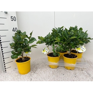 Citrus limetta Pursha medi-stem (s2)