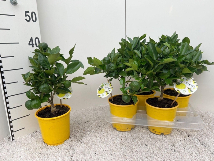 <h4>Citrus limetta Pursha medi-stem (s2)</h4>