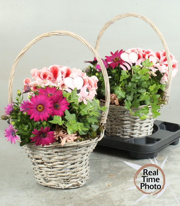 <h4>ARR TUINPLANTEN</h4>