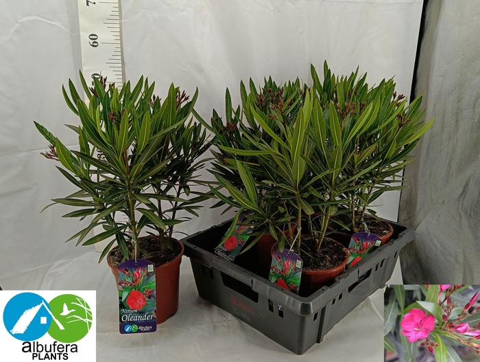 <h4>NERI OLEANDER</h4>