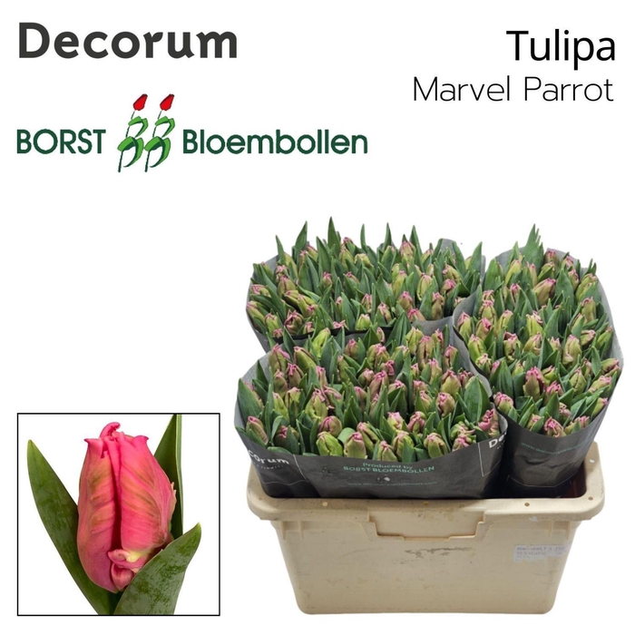 <h4>TULIPA PA 'MARVEL PARROT'</h4>