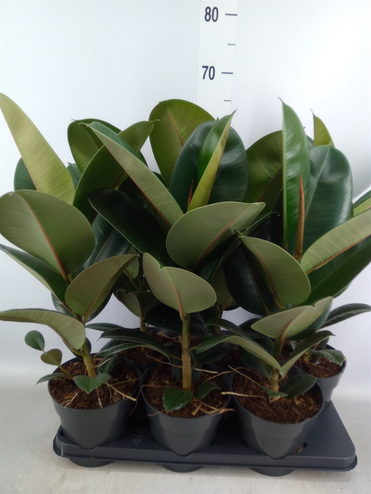 <h4>Ficus elastica 'Robusta'</h4>