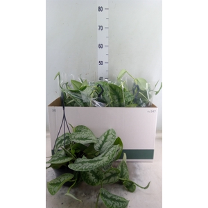 Scindapsus pictus 'Trebie'