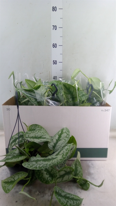 <h4>Scindapsus pictus 'Trebie'</h4>