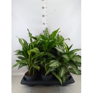 Aglaonema   ...mix