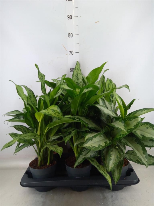 <h4>Aglaonema   ...mix</h4>