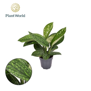 Epipremnum pinn. 'Marble Planet'