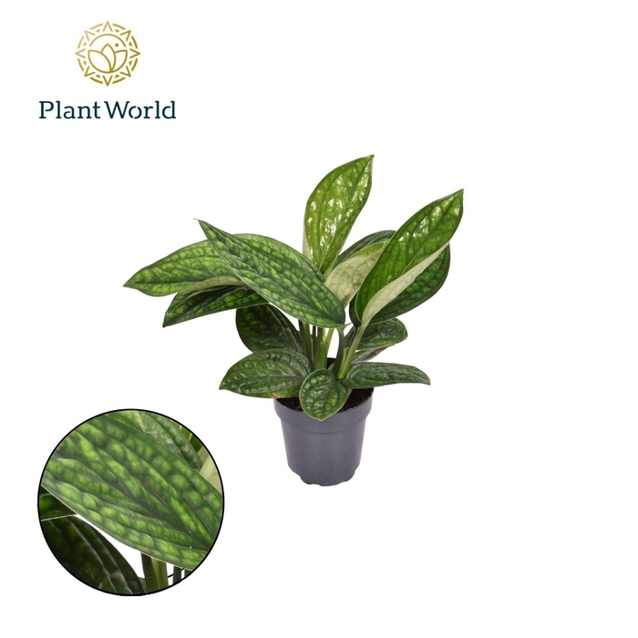 <h4>Epipremnum pinn. 'Marble Planet'</h4>