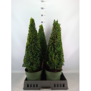 Buxus semp.   ...