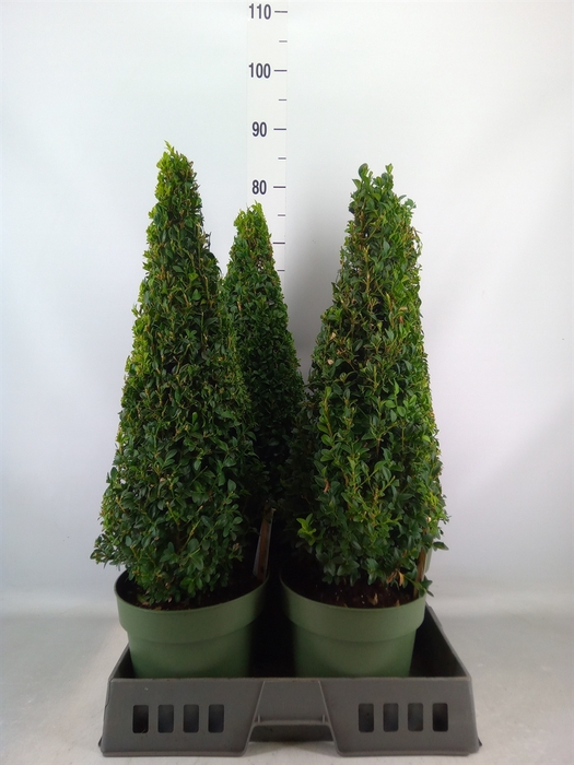 <h4>Buxus semp.   ...</h4>